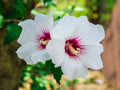 White Hibiscus Rose of Sharon Seeds – 30 Count, Hardy Perennial Flower Seeds, Hibiscus syriacus 'Alba'