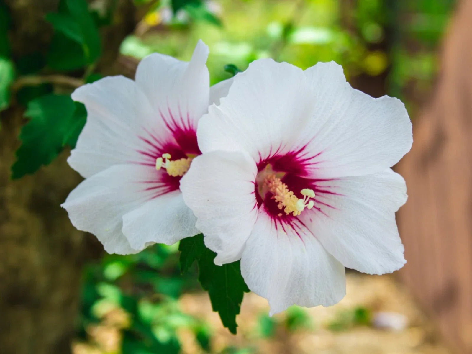 White Hibiscus Rose of Sharon Seeds – 30 Count, Hardy Perennial Flower Seeds, Hibiscus syriacus 'Alba'