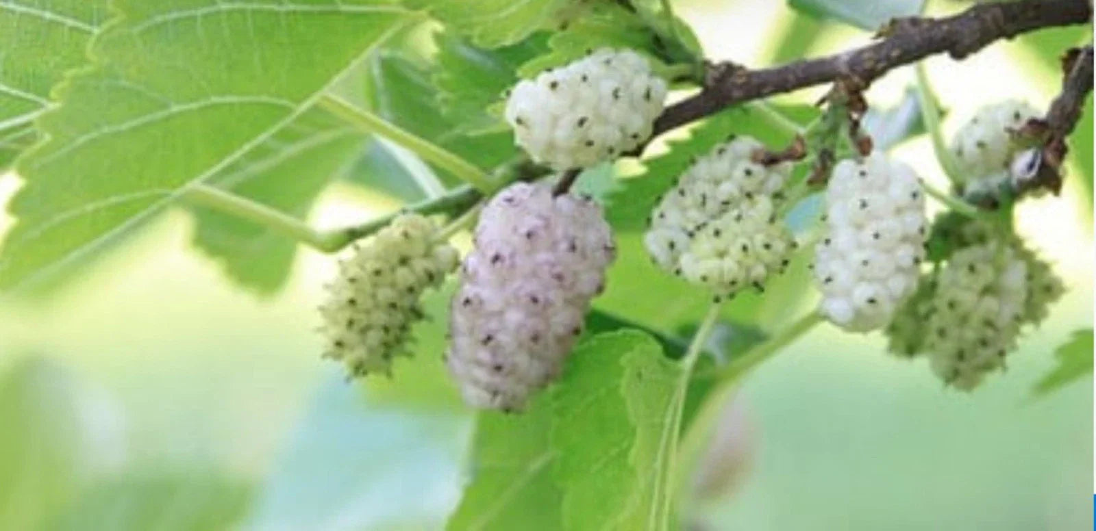 White Mulberry Cuttings 6-8" Organic Morus alba for Garden, Berries, Cold Hardy, 10 Pack