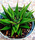Gasteria Limifolia - Fairy Washboard Spiral Succulent Plant - 6" Mature Houseplant