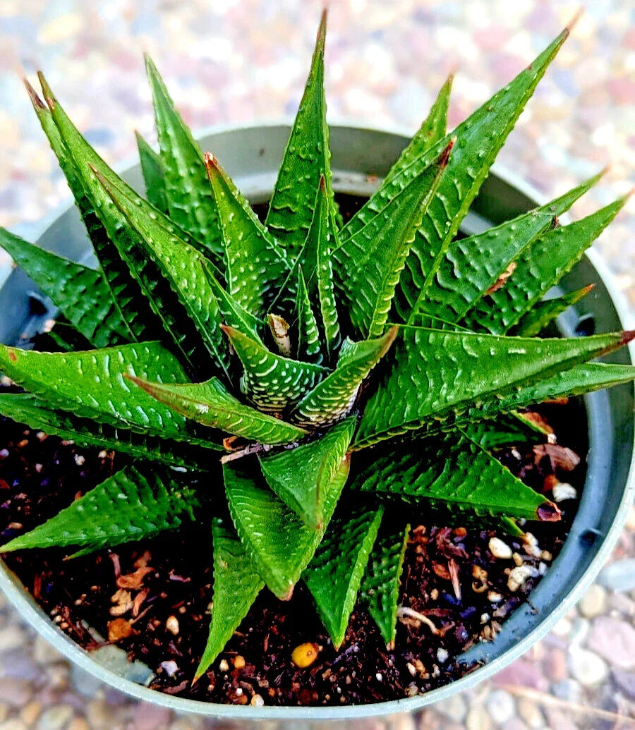 Gasteria Limifolia - Fairy Washboard Spiral Succulent Plant - 6" Mature Houseplant