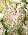 Caladium Bulbs Gingerland Variety - Colorful Tropical Foliage - Caladium bicolor for Shade Gardens and Containers