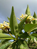 Yellow Plumeria Starter Cutting - Triple Head, Fresh Plant Cutting, Plumeria rubra, Tropical Flowering Shrub