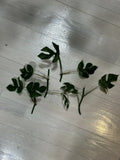 Mini Monstera Cuttings - 2 Leaves & 2 Nodes - Rhaphidophora Tetrasperma Indoor Propagation