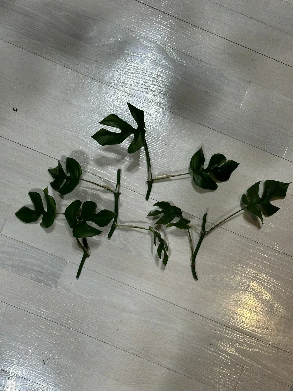 Mini Monstera Cuttings - 2 Leaves & 2 Nodes - Rhaphidophora Tetrasperma Indoor Propagation