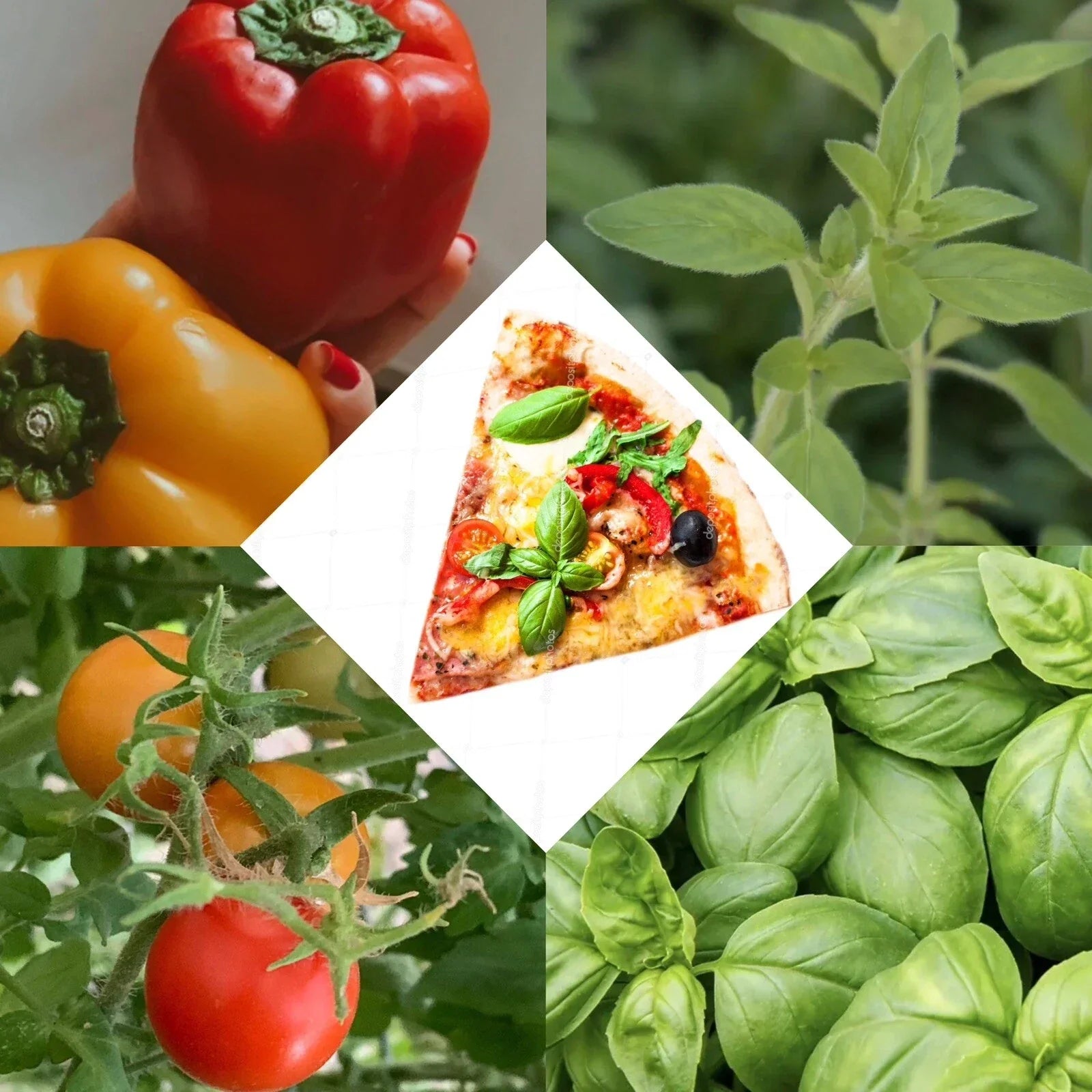 Pizza Garden Seed Set - Cherry Tomato, Bell Pepper, Oregano, Basil Seeds for Home Gardening, Container, Patio