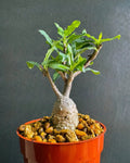 Fockea Capensis Bonsai Plant - 4" Bare Root Rare Caudex Succulent - African Indoor Outdoor Plant