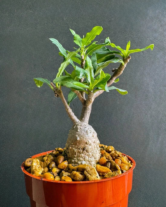 Fockea Capensis Bonsai Plant - 4" Bare Root Rare Caudex Succulent - African Indoor Outdoor Plant