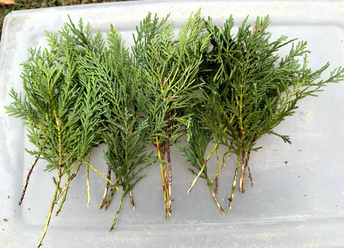 Leyland Cypress Cuttings 40-Pack | Non-Rooted Evergreen Privacy Screen | Fast Growing Cupressocyparis leylandii