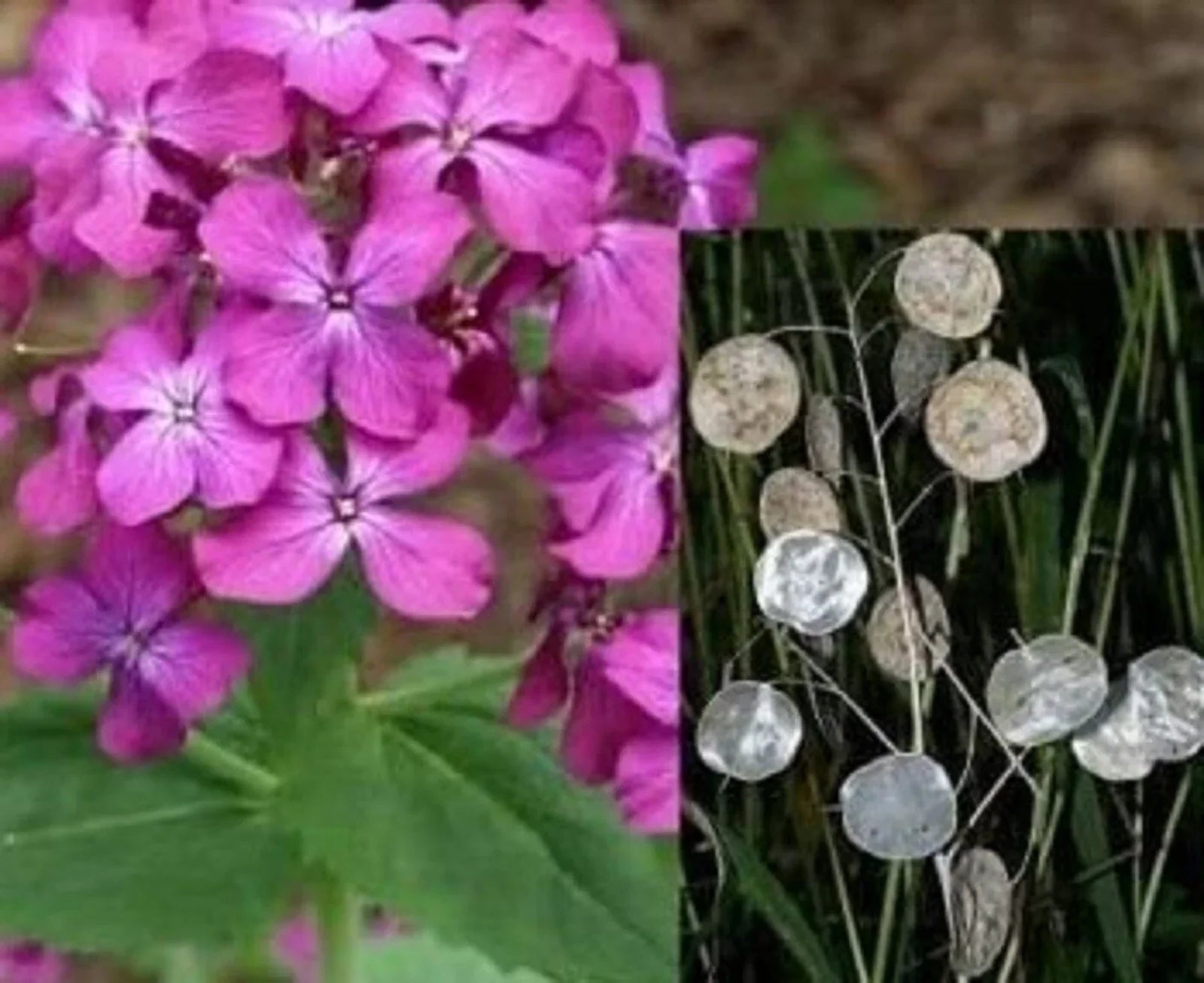 Money Plant Seeds, 50+ Lunaria Annua Violet Seeds for Gardens & Indoor Growing, Purple Flower Annual Seed Packet