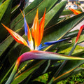 Birds of Paradise Seeds - Strelitzia Reginae Orange Blue Variety for Tropical Garden, Landscaping, Container Planting