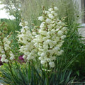 Organic Adam's Needle Yucca Seeds - 100 Perennial Shrubs, Drought-Tolerant, Yucca filamentosa, Full Sun, Free Shipping