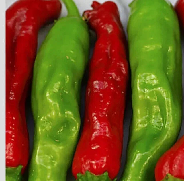 Shishito Pepper Seeds 20+ Pack, Asian Hot Vegetable, Capsicum annuum, Mild Spicy, Container Gardening