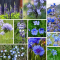 Blue Wildflower Seed Mix - Organic 200 Seeds for Native USA Garden, Meadow & Landscape Planting