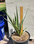 Live Rooted Faxon Yucca Plant - Texas Native, Drought-Resistant, Ornamental, Yucca faxoniana for Garden & Container