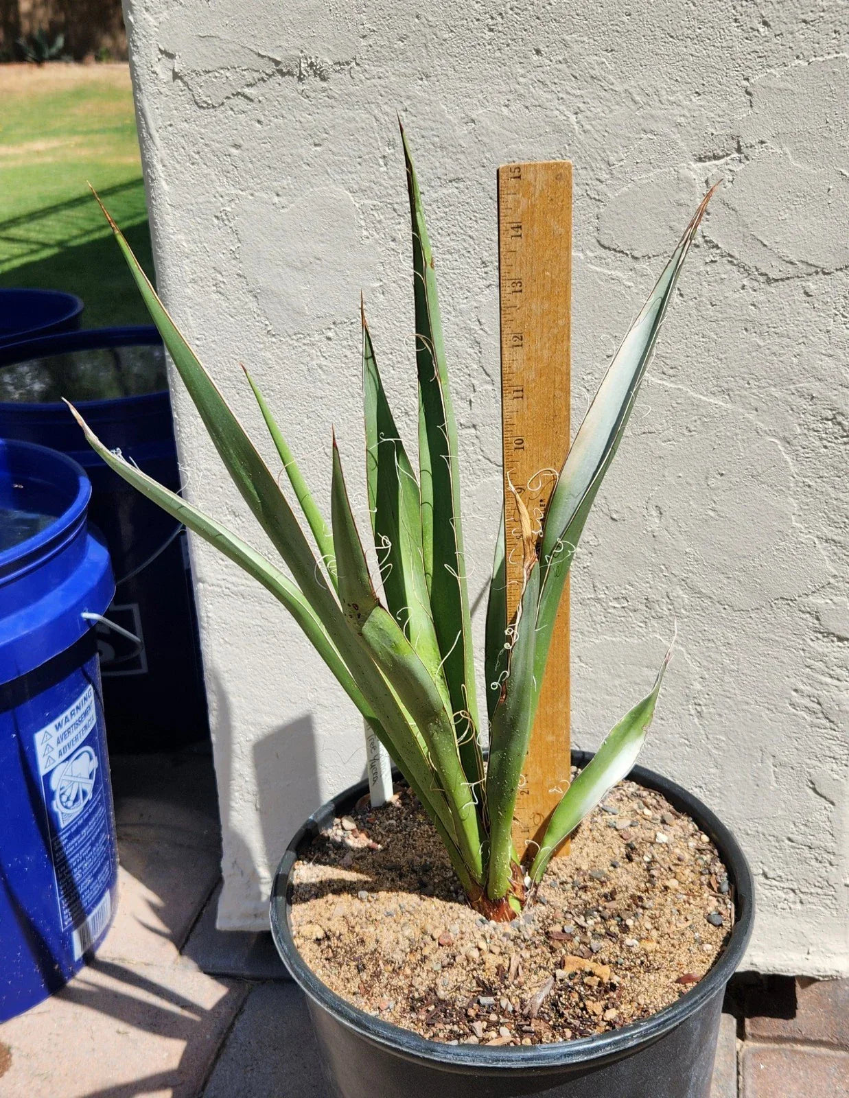 Live Rooted Faxon Yucca Plant - Texas Native, Drought-Resistant, Ornamental, Yucca faxoniana for Garden & Container