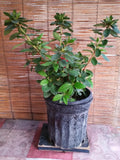 Azalea Live Plant with Pink Flowers - Rhododendron spp. in 6-inch Pot