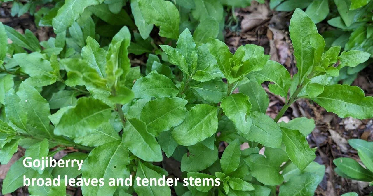 Goji Berry Cuttings - 10 Rooting Cuttings, Broad-Leaf Cultivar, Lycium barbarum, Shrub for Home Garden & Container Planting