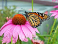 Purple Coneflower Seeds 1 oz | Echinacea purpurea | Perennial Wildflower for Gardens & Pollinators