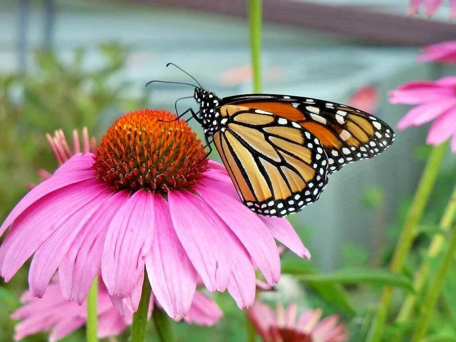 Purple Coneflower Seeds 1 oz | Echinacea purpurea | Perennial Wildflower for Gardens & Pollinators
