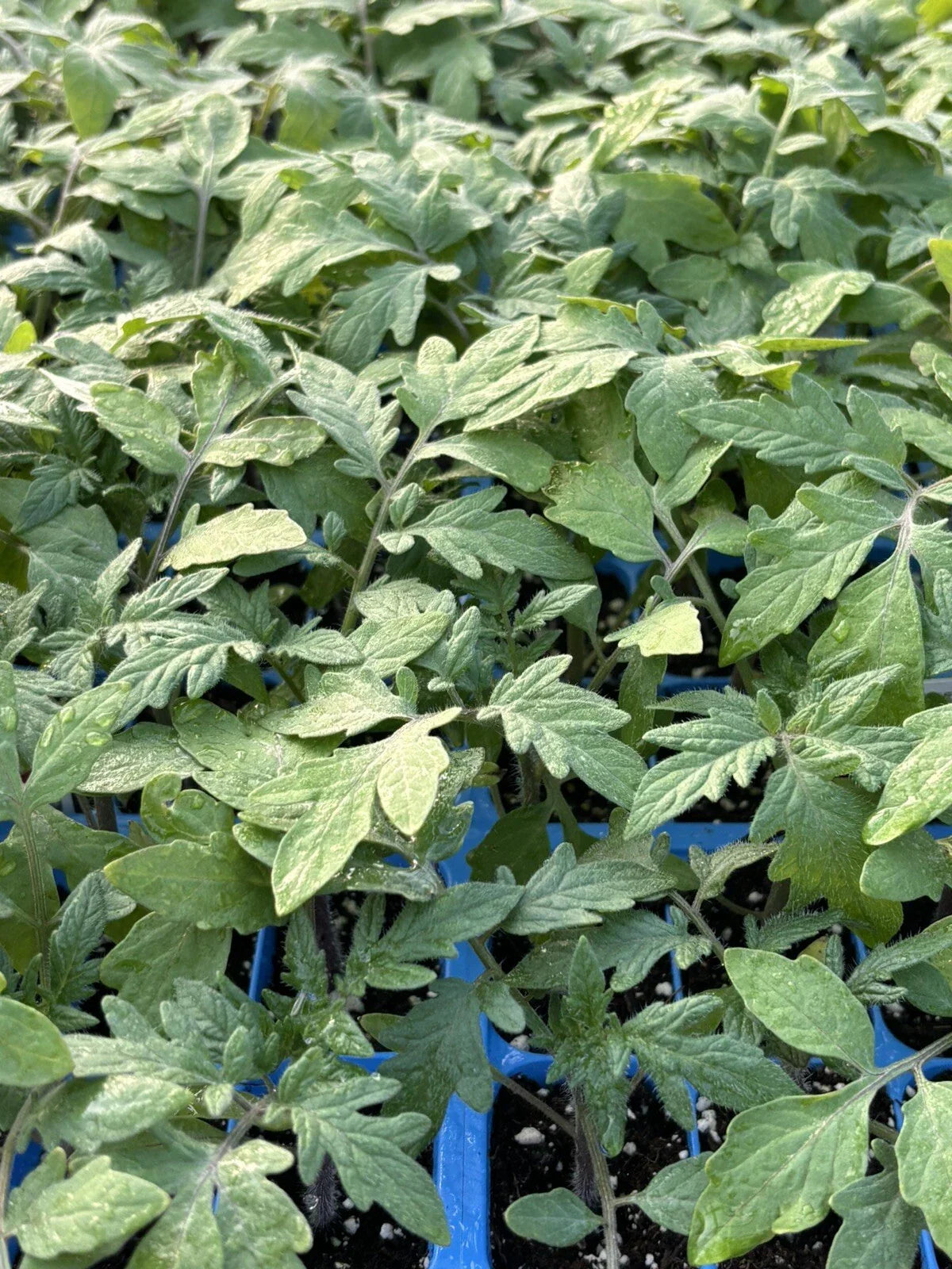 Big Beef Tomato Live Plants – Lot of 2, Heirloom, Solanum lycopersicum, 6-10 Inches, Juicy, High-Yield, Disease-Resistant