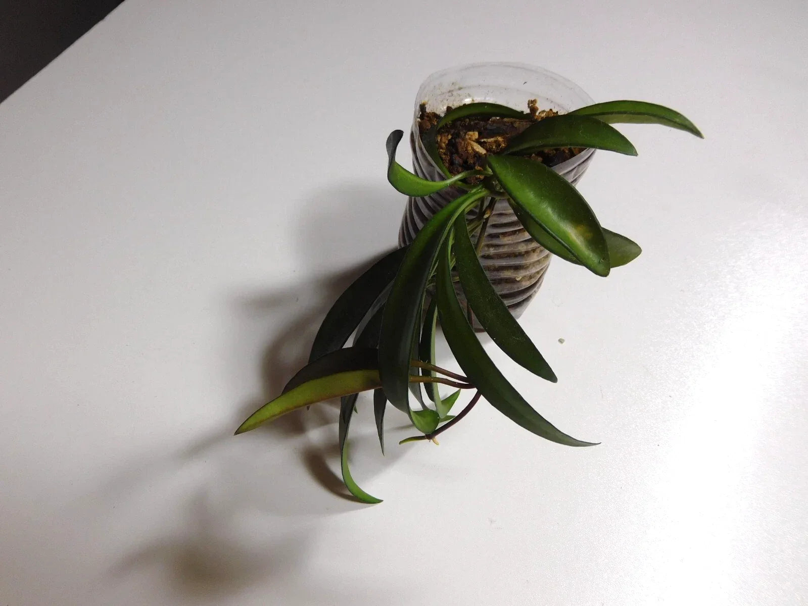 Hoya Wayetti Plant | Rooted Indoor Houseplant | Trailing Vine | Easy Care Hoya carnosa | Air-Purifying Succulent