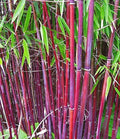 Bamboo Seeds 50 Pack for Privacy Garden Clumping Siergras Bambusa spp. Fast-Growing Plant