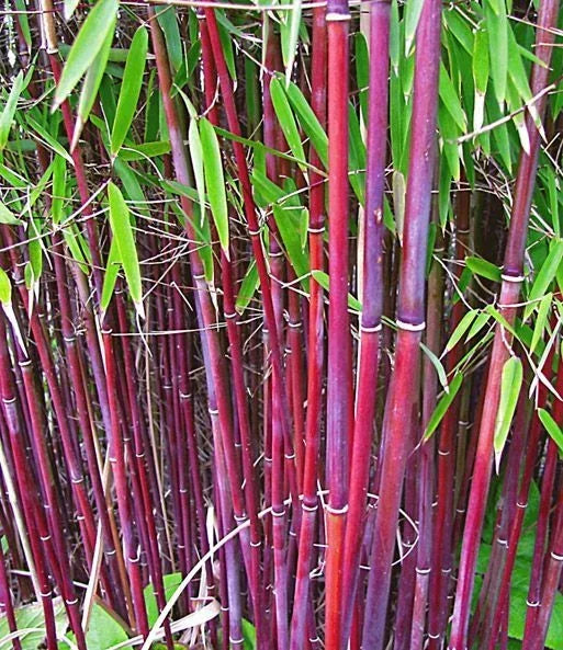 Bamboo Seeds 50 Pack for Privacy Garden Clumping Siergras Bambusa spp. Fast-Growing Plant