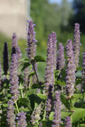 Anise Hyssop Seeds - 640 Count - Licorice Scented Foliage - Agastache foeniculum - Perennial Herb for Pollinators & Culinary Use