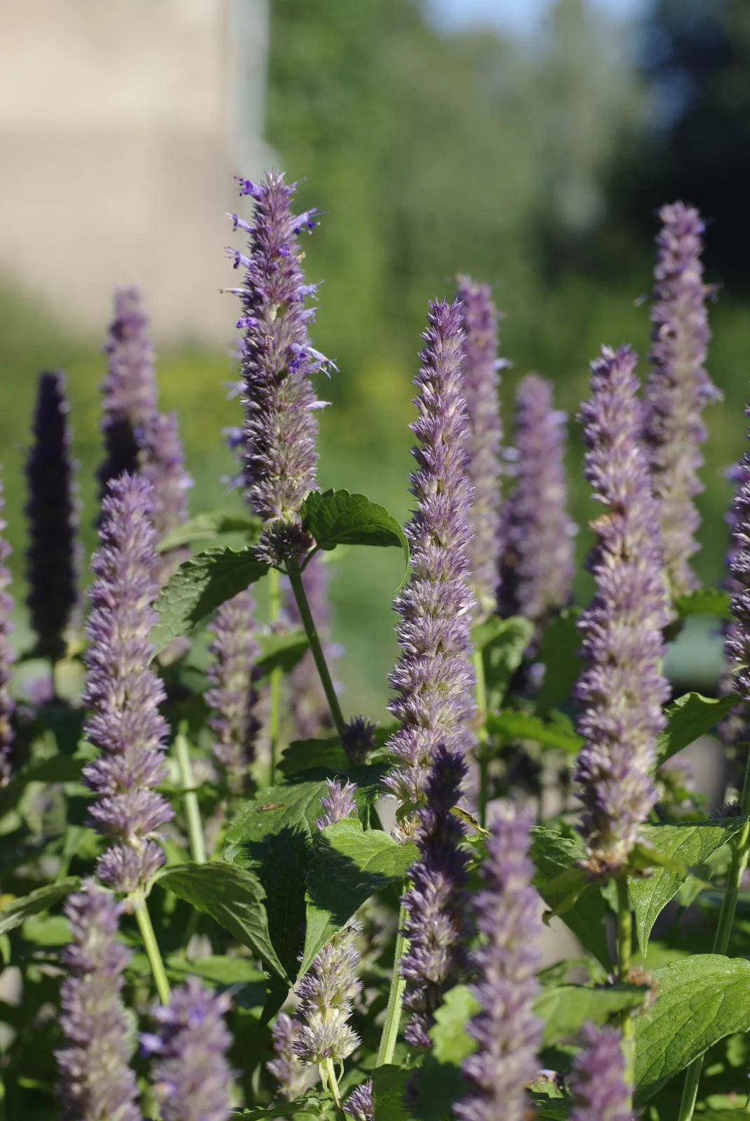 Anise Hyssop Seeds - 640 Count - Licorice Scented Foliage - Agastache foeniculum - Perennial Herb for Pollinators & Culinary Use