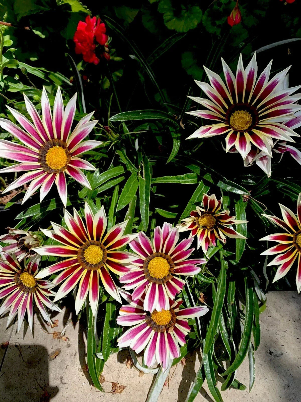 Gazania Rigens Plant 4-inch Pot White Cherry Yellow Flowers Hardy Perennial Ground Cover
