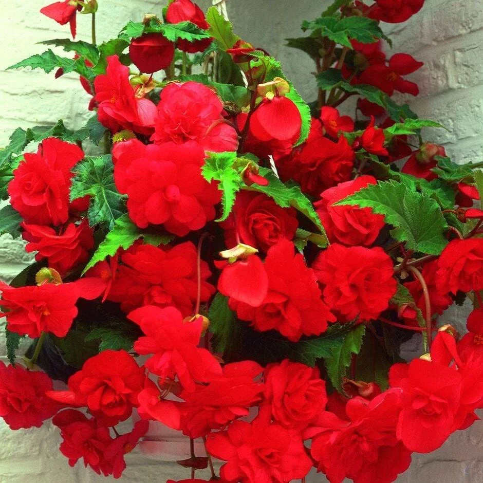 Begonia Seeds - 1000 Seeds - Glory Hot Tip Red - Begonia x tuberhybrida - Bright Red Blooms for Garden & Containers