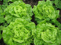 Tom Thumb Leaf Lettuce Seeds - Butterhead, Non-GMO Heirloom, Organic Garden Seed, Compact Rosette, Lactuca sativa