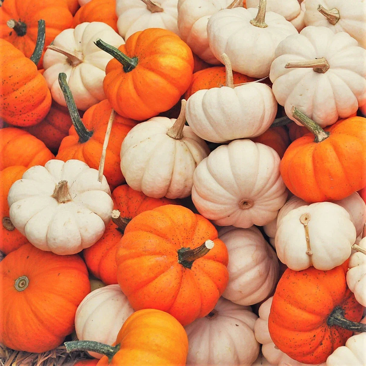 Mini Mix Pumpkin Seeds – Untreated Baby Boo White & Orange Variety for Organic Gardening & Decorative Use