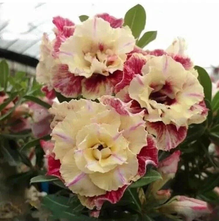 Desert Rose Seeds - Adenium obesum Peony Flower Bonsai Seeds, 5 Pack for Indoor Gardening & Succulent Cultivation