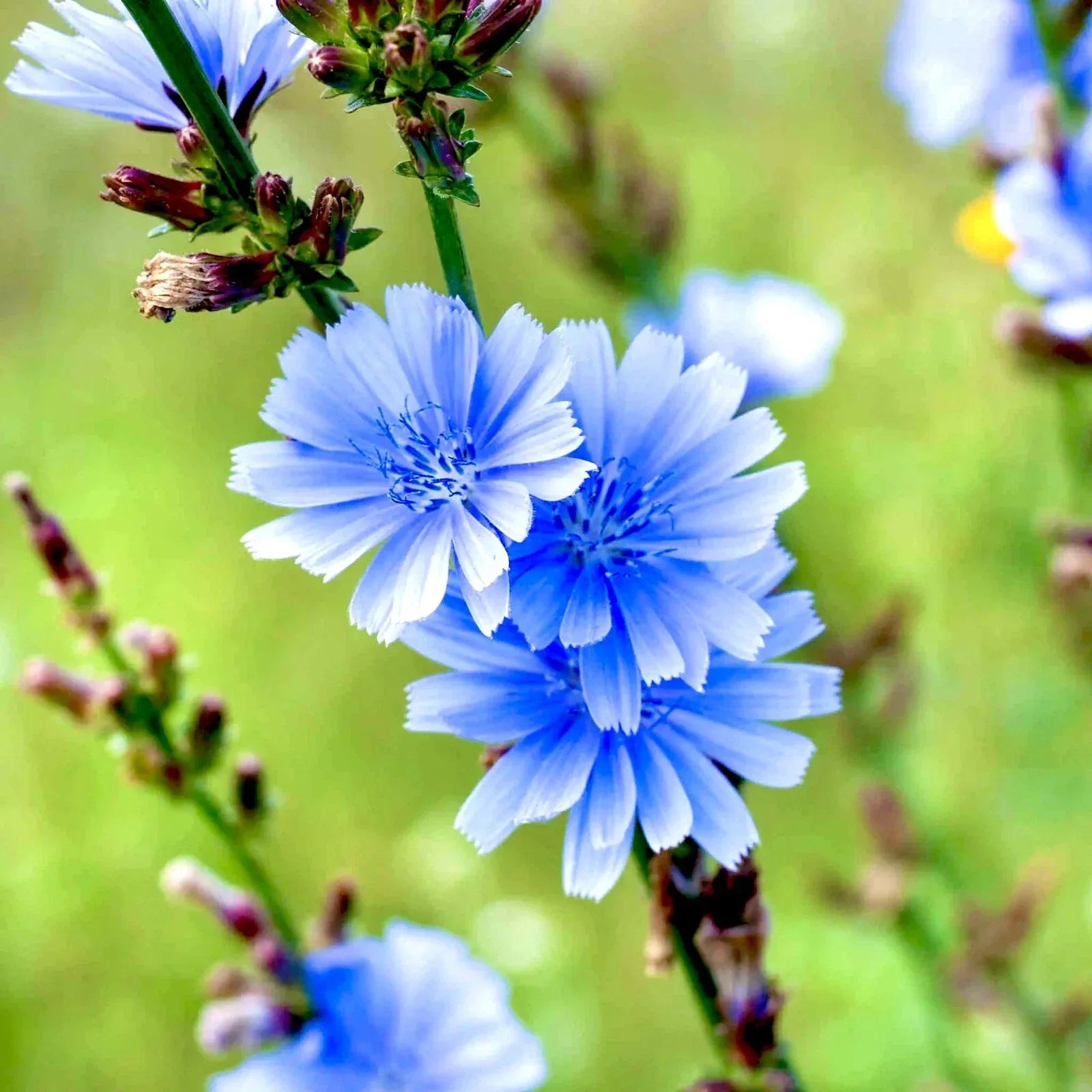 500 Chicory Seeds - Blue Perennial Flower for Garden, Ornamental & Coffee Substitute - Cichorium intybus Seed Packet