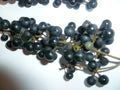 Organic Wild Grape Seeds - Vitis aestivalis, Non-GMO, Heirloom, 25 Pack for Backyard Gardens and Vineyards