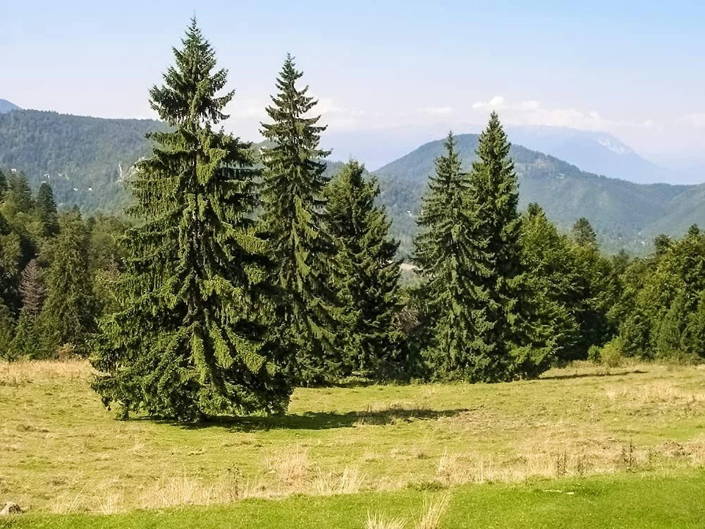 Norway Spruce Tree Seeds - 50 Seeds, Evergreen, Picea Abies, Fast-Growing Conifer for Landscaping and Privacy Screens
