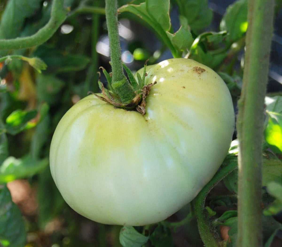 White Wonder Beefsteak Tomato Seeds - Heirloom Non-GMO Solanum lycopersicum, 50 Seeds for Large, Juicy Tomatoes