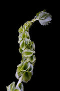 Bells of Ireland Flower Seeds - 100 Seeds - Green Blooms - Molucella laevis - Cut Flower Display Plant