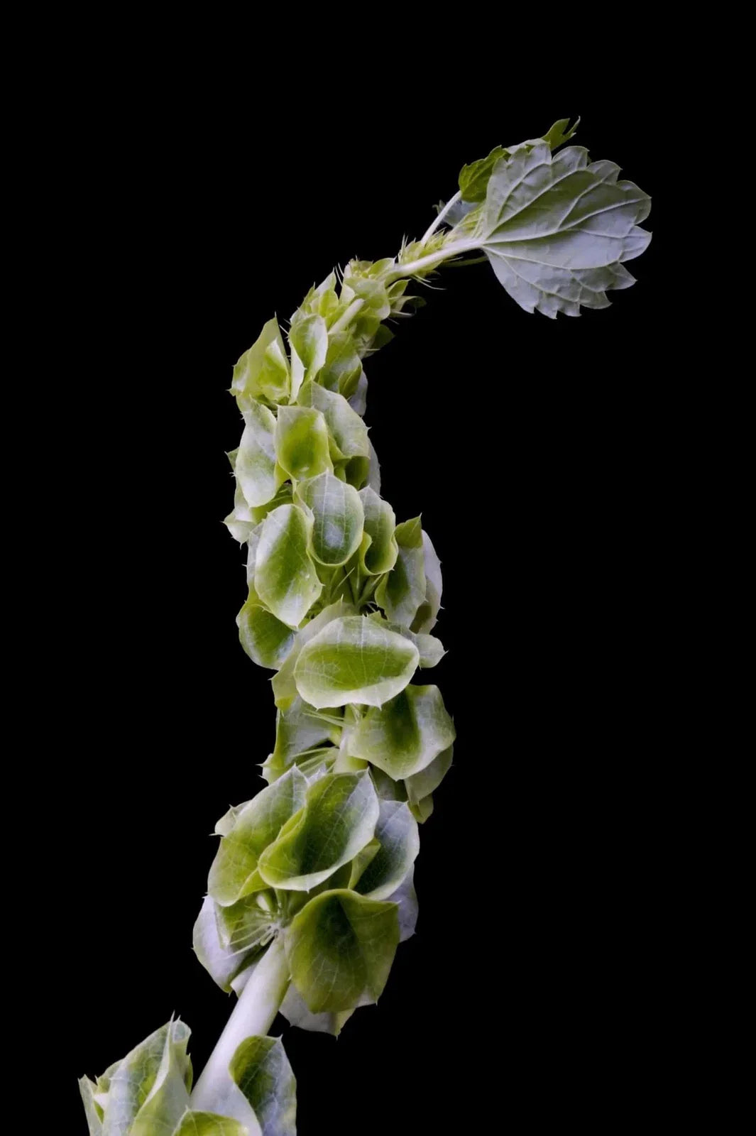 Bells of Ireland Flower Seeds - 100 Seeds - Green Blooms - Molucella laevis - Cut Flower Display Plant
