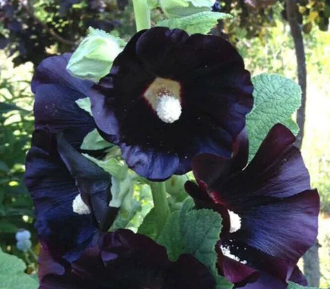 Hollyhock Seeds 15 Count 'Nigra The Watchman' Alcea rosea Black Flowering Perennial Garden Plant