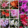 Easter-Spring Cactus Cuttings Unrooted Rhipsalidopsis gaertneri Multiple Colors for Propagation