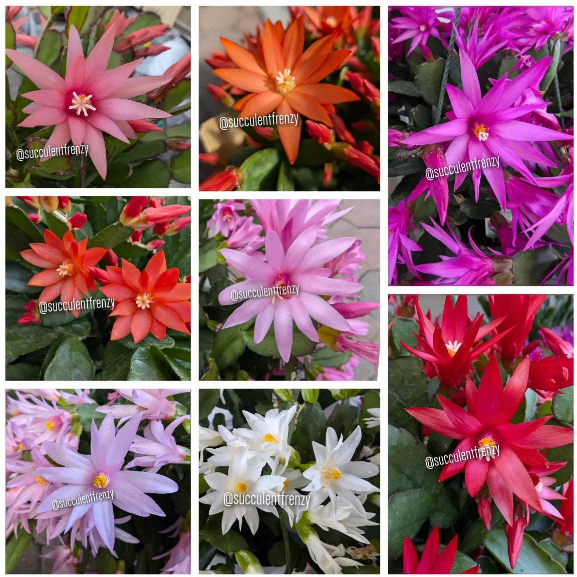 Easter-Spring Cactus Cuttings Unrooted Rhipsalidopsis gaertneri Multiple Colors for Propagation