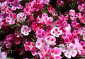 Godetia Seeds - 100 Pack, Clarkia amoena, Vibrant Pink & Purple Flowers, Easy to Grow Annual for Gardens & Containers