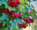 Red Elderberry Seeds - Pack of 80 - Sambucus Racemosa - Shrub with Red Berries for Garden, Wildlife, Hedge