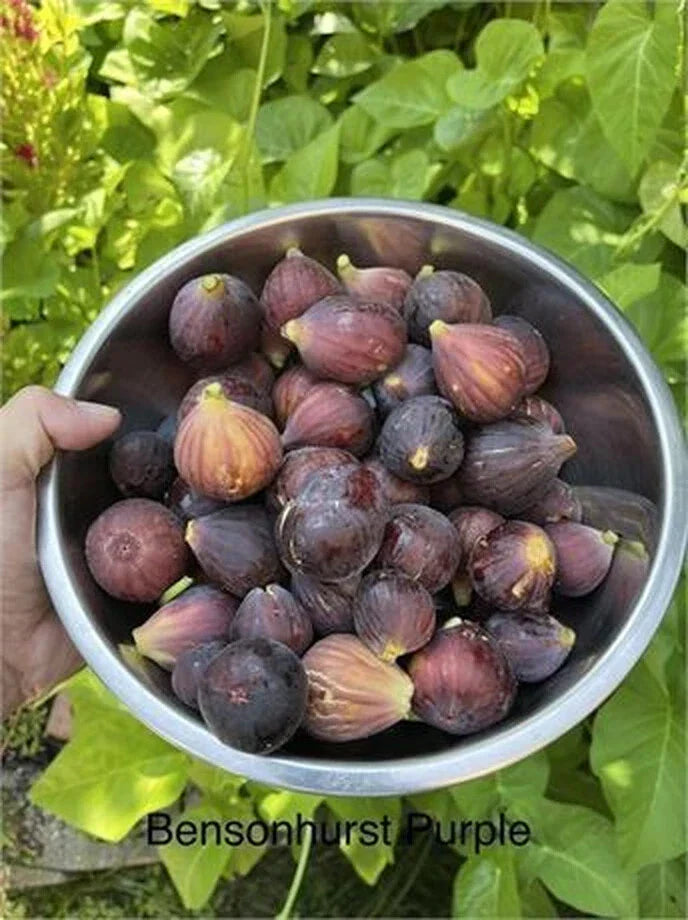 Bensonhurst Purple Cutting - 8 Inch Stem with 3 Nodes - Rare Indoor Plant Propagation Material