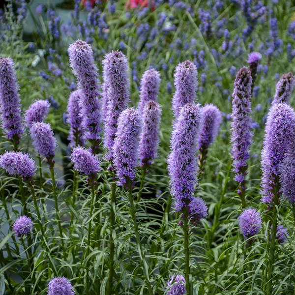 Gayfeather Seeds 100+ Liatris Spicata Flower Seeds for Butterflies Bees Pollinator Gardens