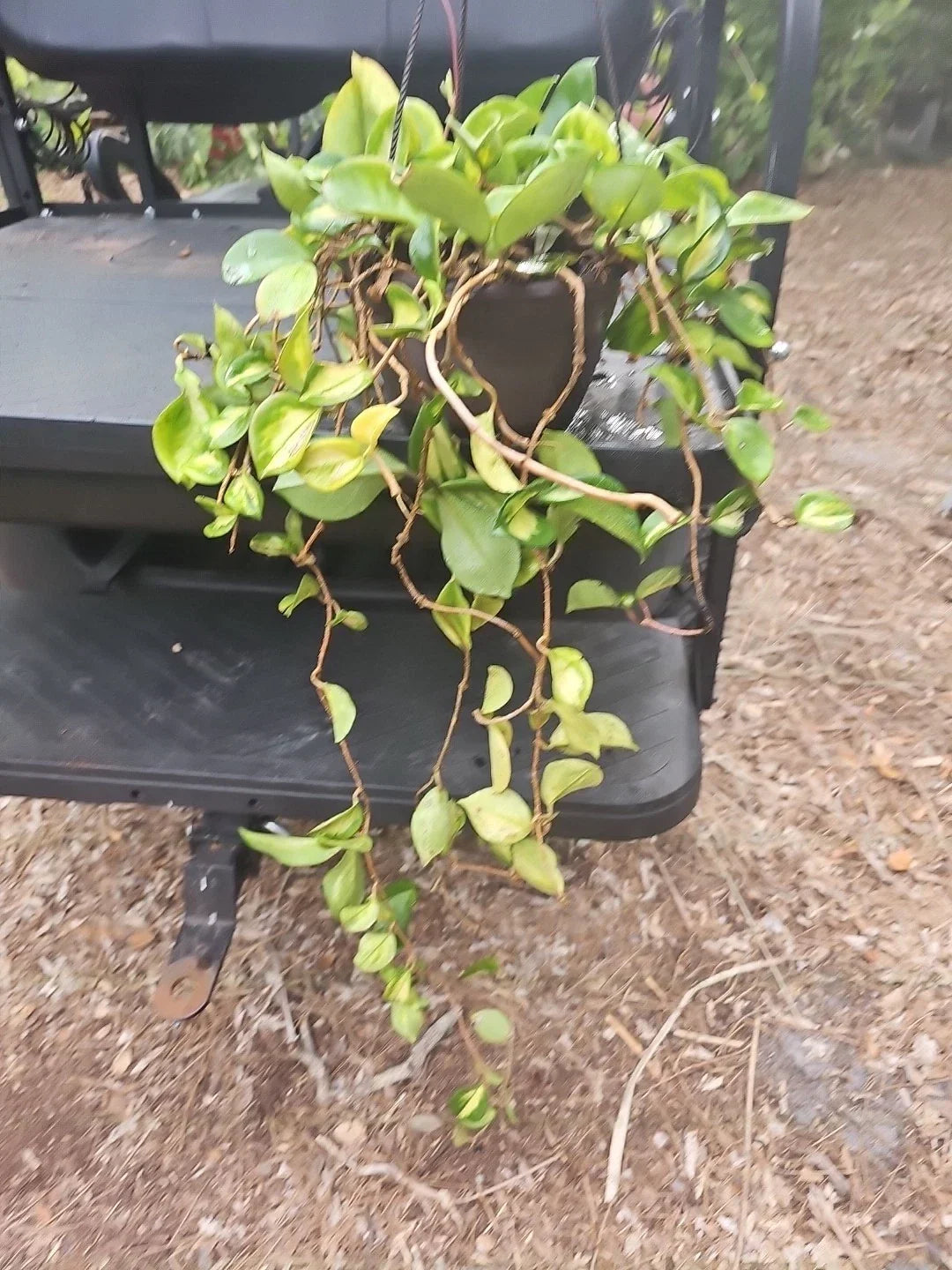 XL Hoya Krimson Princess Plant in 8" Hanging Basket, Variegated Hoya carnosa 'Krimson Princess' Indoor Houseplant