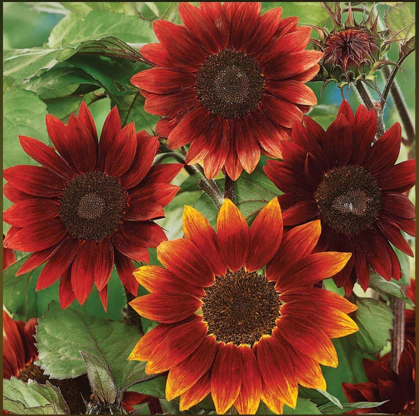 Sunflower Seeds - 100 Non-GMO Red Helianthus annuus for Bees, Butterflies, Pollinators, Garden, Landscape